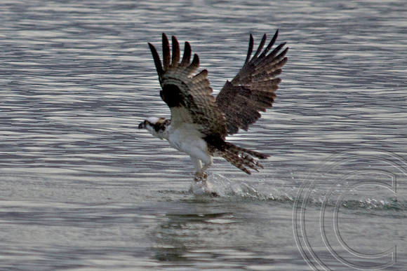 Osprey, Lake Mead