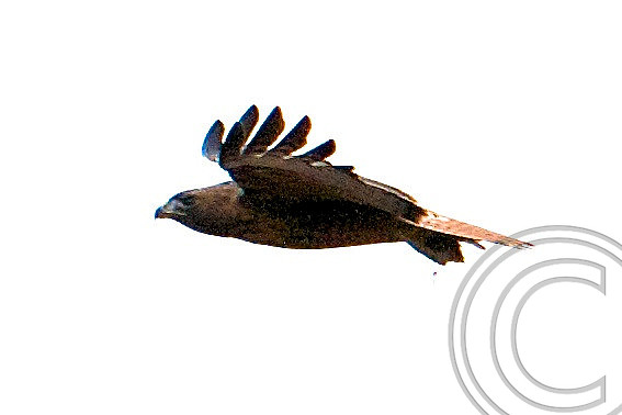Golden Eagle, Black Canyon