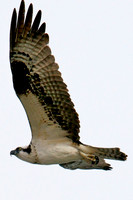 Osprey, Lake Mead