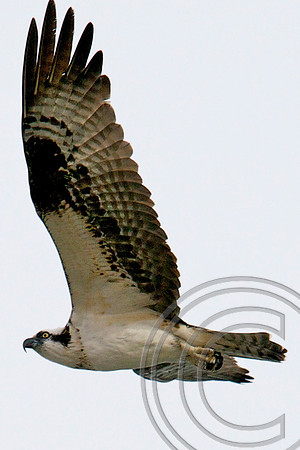 Osprey, Lake Mead