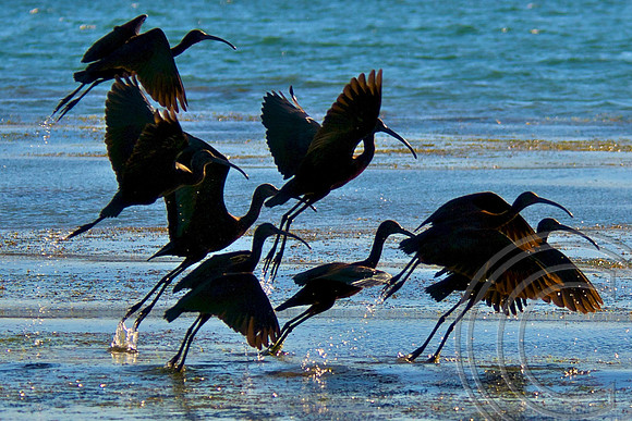 Ibis, Lake Mead