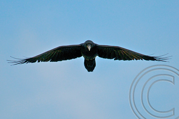 Raven, Lake Mead