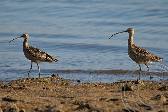 Long Billed Curlew, Lake Mead