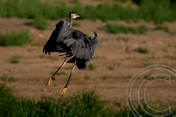 Great Blue Heron, Lake Mead