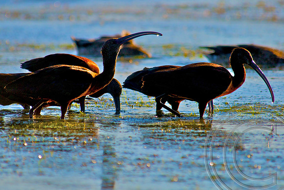 Ibis, Lake Mead