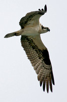Osprey, Lake Mead
