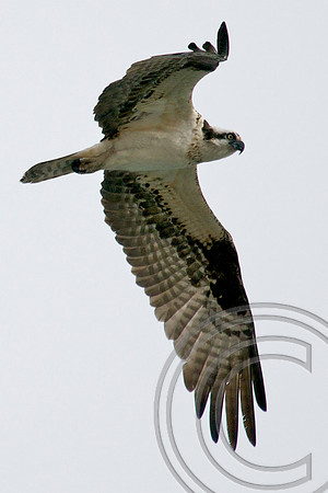 Osprey, Lake Mead