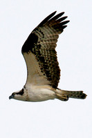 Osprey, Lake Mead