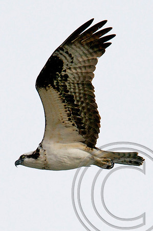 Osprey, Lake Mead