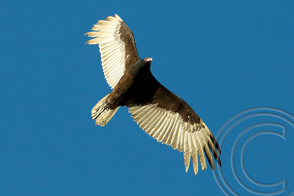 Turkey Vulture, Lake Mead Nevada