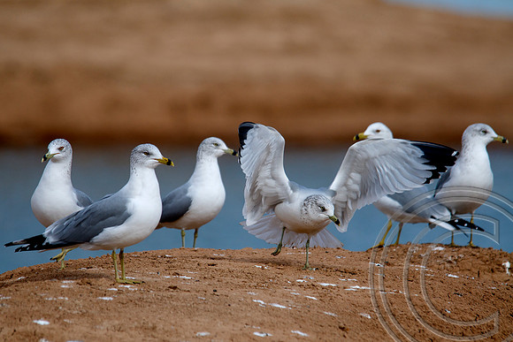 Gull, Lake Mead