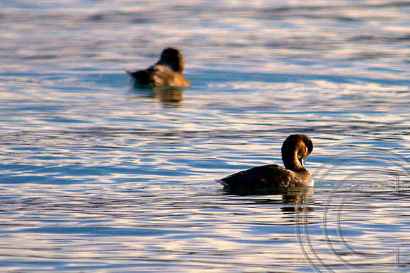 Red Head, Lake Mead