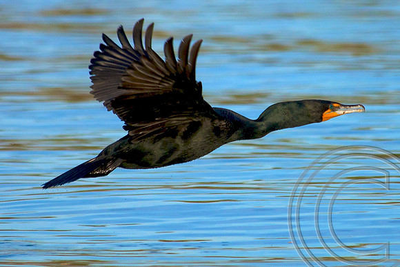 Double Crested Cormorant, Lake Mead