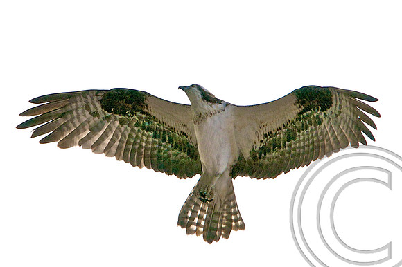 Osprey, Lake Mead