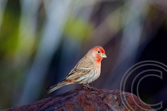House Finch, Lake Mead