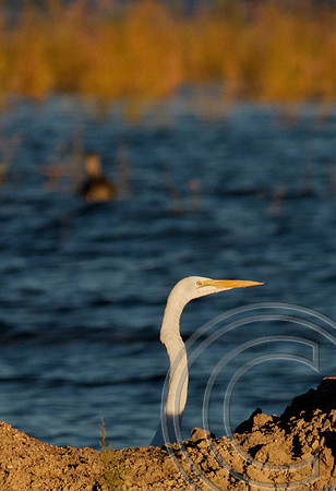 Great Egret, Lake Mead