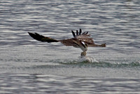 Osprey, Lake Mead
