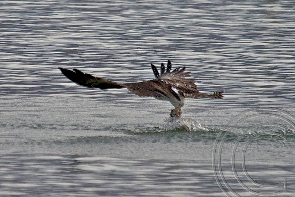 Osprey, Lake Mead