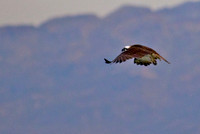 Osprey, Lake Mead