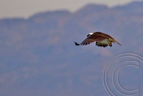 Osprey, Lake Mead