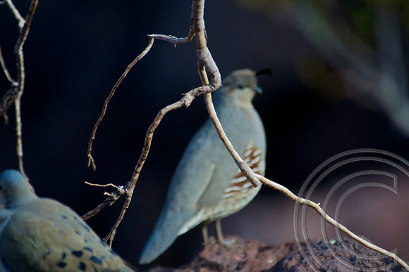 Gambel's Quail, Lake Mead
