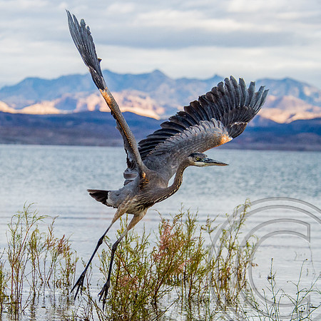 Heron Lake Mead Nevada-1