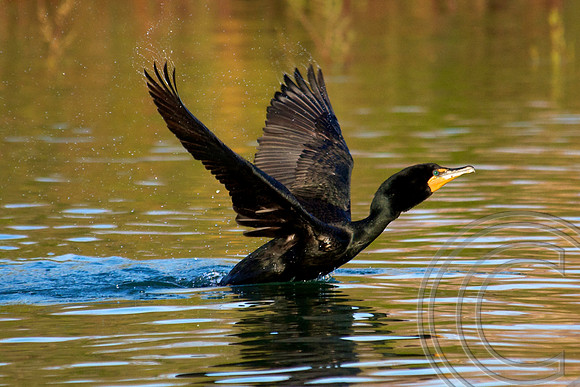 Double Crested Cormorant, Lake Mead