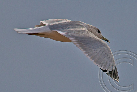 Gull, Lake Mead
