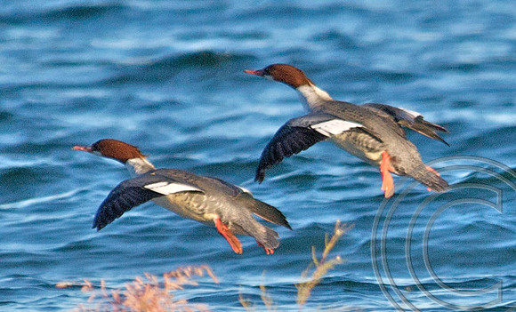 Merganser, Lake Mead