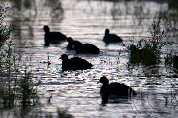 Coot, Lake Mead