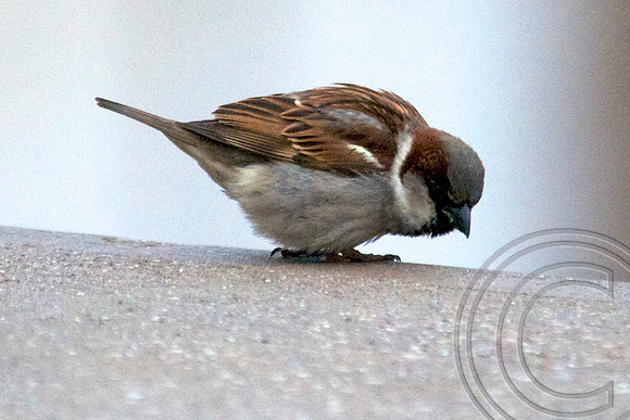 Finch, Hoover Dam