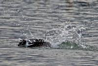 Osprey, Lake Mead