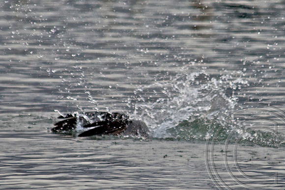 Osprey, Lake Mead