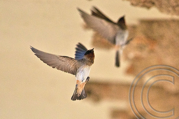 Cliff Swallow, Las Vegas Wash
