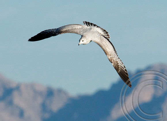 Gull, Lake Mead