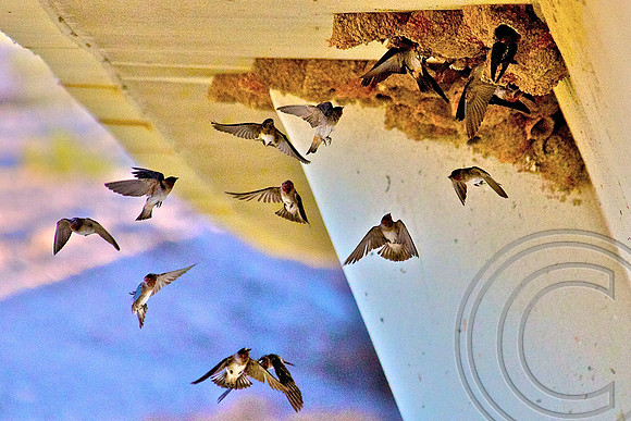 Cliff Swallow, Las Vegas Wash