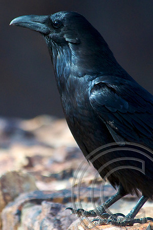 Raven, Lake Mead