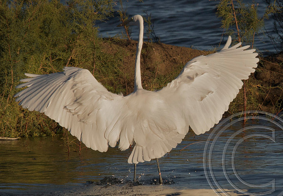 Great Egret, Lake Mead