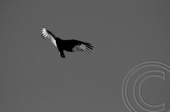 Turkey Vulture, Lake Mead Nevada