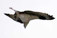 Osprey, Lake Mead