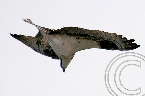 Osprey, Lake Mead