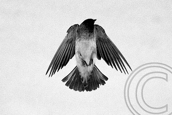Cliff Swallow, Las Vegas Wash