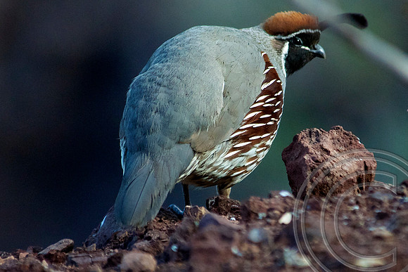 Gambel's Quail, Lake Mead