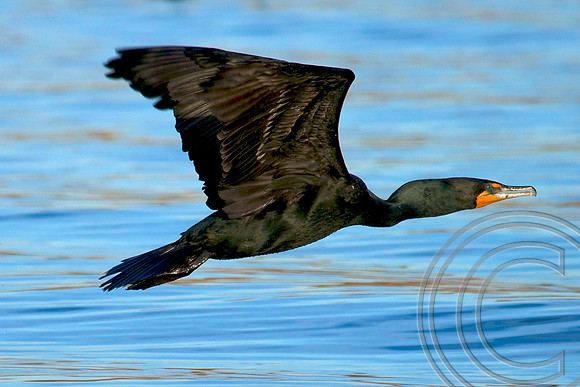 Double Crested Cormorant, Lake Mead