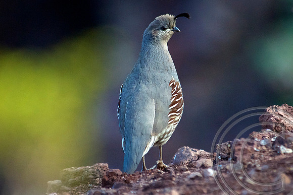 Gambel's Quail, Lake Mead