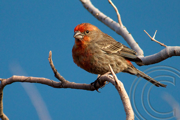 House Finch, Lake Mead
