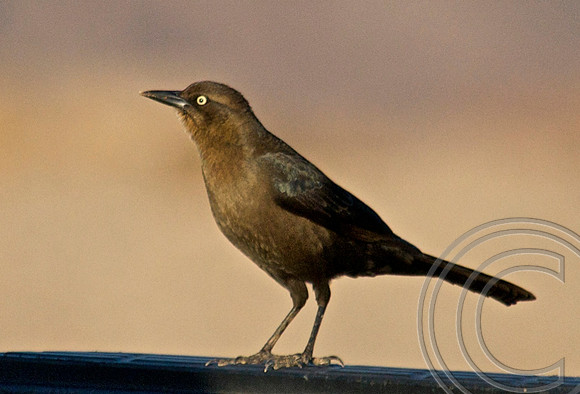 Great-tailed Grackle, Lake Mead