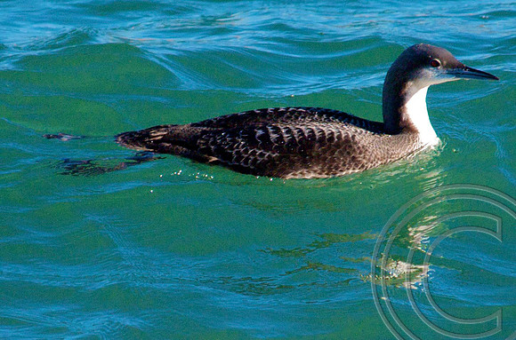 Grebe, Lake Mead