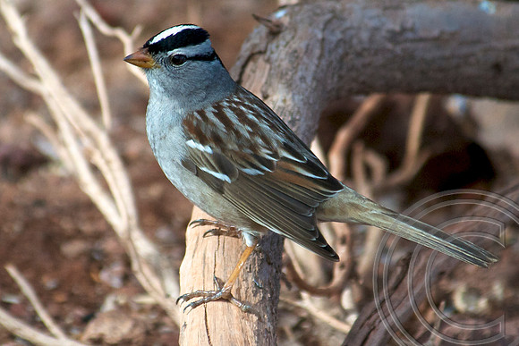 Unknown, Lake Mead