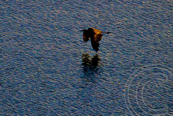 Great Blue Heron, Lake Mead